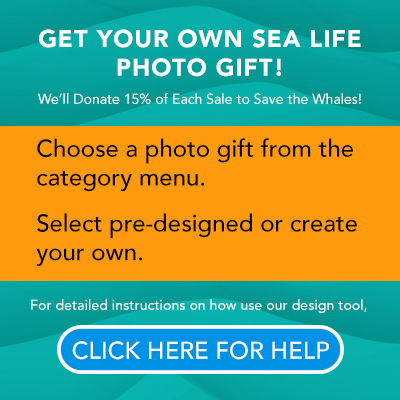 We'll donate 15% to Save the Whales with Every Photo Gift Purchase