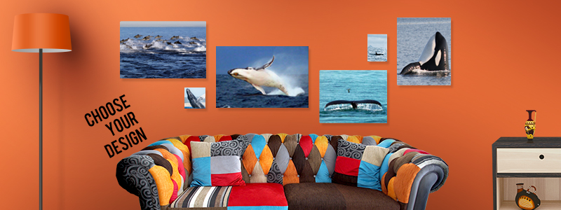 Choose one of our sea life photos or make your own custom puzzle or other photo gift.